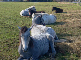 Several pure bred Conmemaras for sale 3 and 2 and yearling