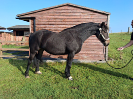 7yr old 14.2hh chunky Bay mare
