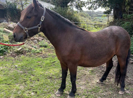 3 year old mare