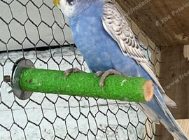 Three male budgies