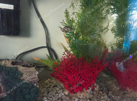 Baby goldfish