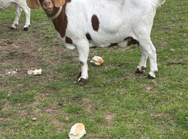 Boer nanny