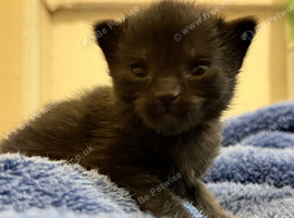 Kittens in Bradford
