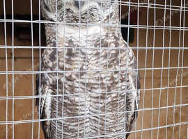 2 african eagle spotted owls