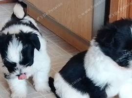 Shih tuz cross pomeranian