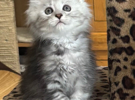 Stunning tica registered polydactyl maine coons