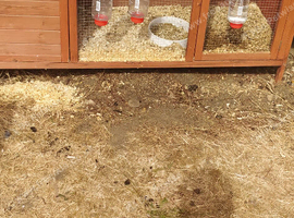 5ft hutch and 2 guinea pigs
