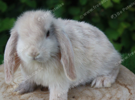 Mini lop baby rabbits ready now