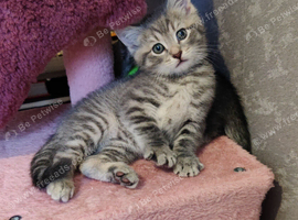ABSOLUTELY BEAUTIFUL RUSSIAN BLUE KITTEN 9 WEEKS