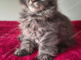 Tica Registered Maine coon kittens