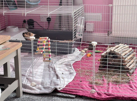 Two male guinea pigs