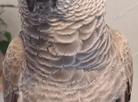 African grey pluse cage