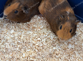 Bonded pair boar baby guinea pigs