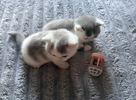 Stunning bsh babies for sale