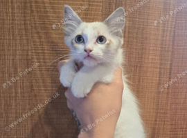 3 stunning ragdoll kittens left