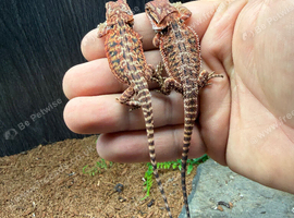 Baby Red Monster Bearded Dragons