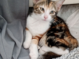 Kittens for sale