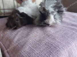 Funky fluffy baby guineapigs