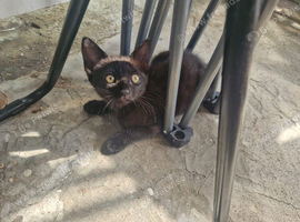 Kitten