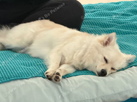 Milo looking for a home