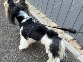 Ultra mini stunning Biewer terrier  proven boy 1.5