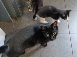 Beautiful kittens