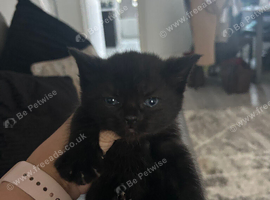 Kittens for sale
