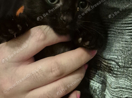 Beautiful black male kitten. Ready now.