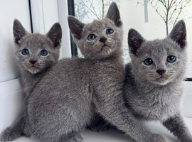 TICA pedigree Russian Blue kittens