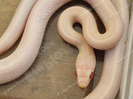 Beautiful Blizzard corn x2
