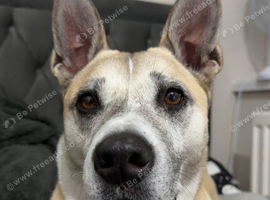 Akita x greyhound