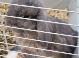 1 adult male 1 adult female 1 unknown baby mini lops with hutches