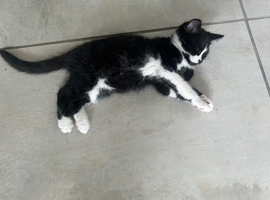 Kittens