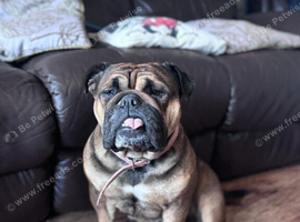 British bulldog