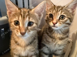 Reasy for there new homes  Norwegian forest cat x bengal