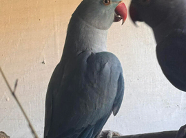 Blue Hen and double violet cock