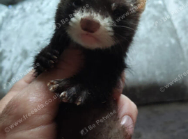 beautiful ferrets ready to go anytime