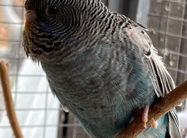 baby blackface budgies