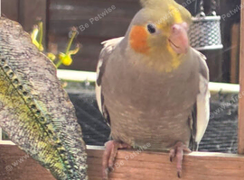 17weeks old hand tame