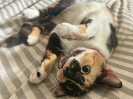 Meet &lsquo;Minnie&rsquo;, she's 11 months old