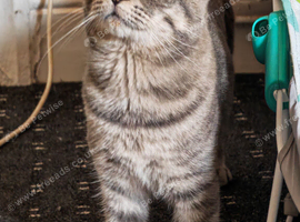 1 year old male Milo needs rehoming