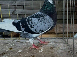 Pigeons for sale