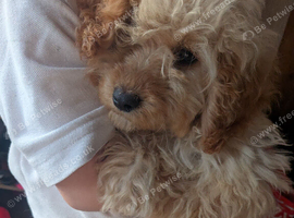 Apricot Cockapoo