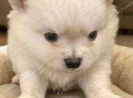 Pomchi boy