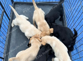 Gorgeous labradoodle puppies