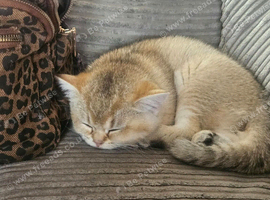 Beautiful golden british shorthair kitten for sale