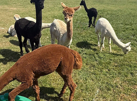 3 x Gorgeous BAS Registered Alpacas