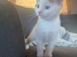 Kitten