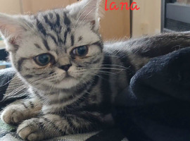 British shorthair kittens