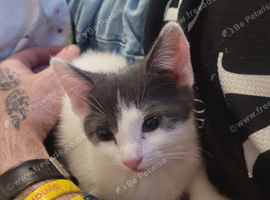 2 girl kittens